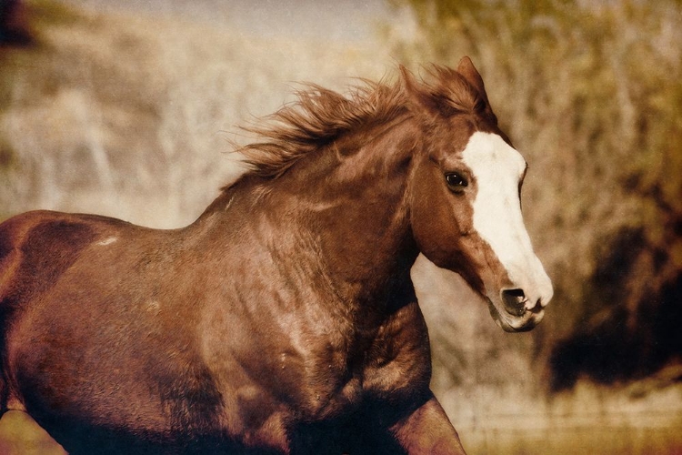 Picture of RUNNING HORSE