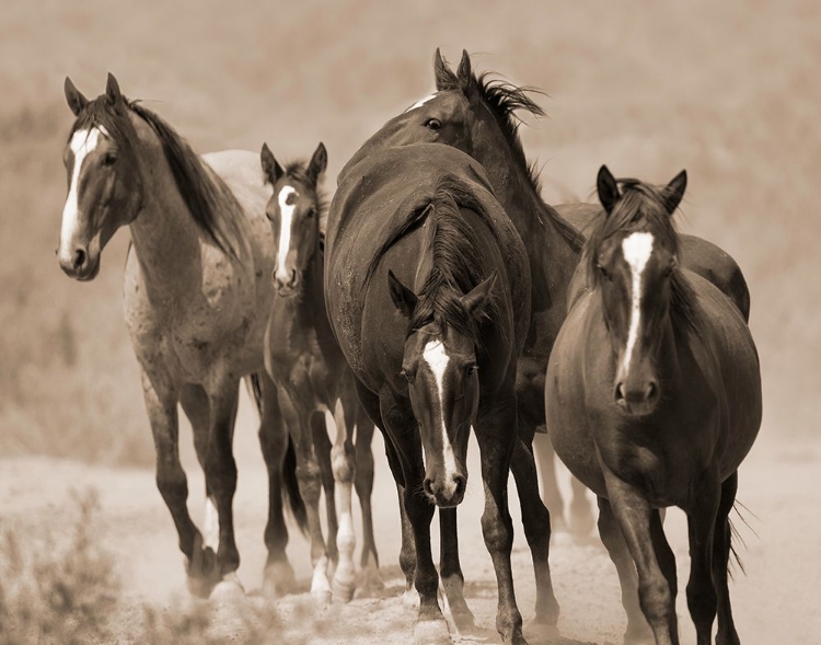 Picture of WATERHOLE MARCH