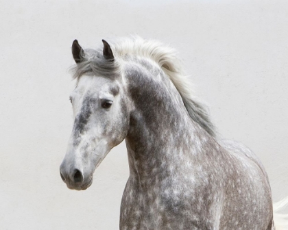 Picture of GREY MEADOW HORSE