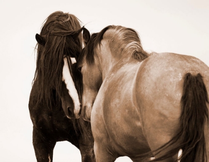 Picture of HORSES COURTING