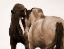 Picture of HORSES COURTING