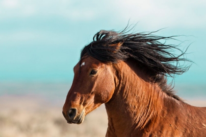 Picture of RUNNING HORSE