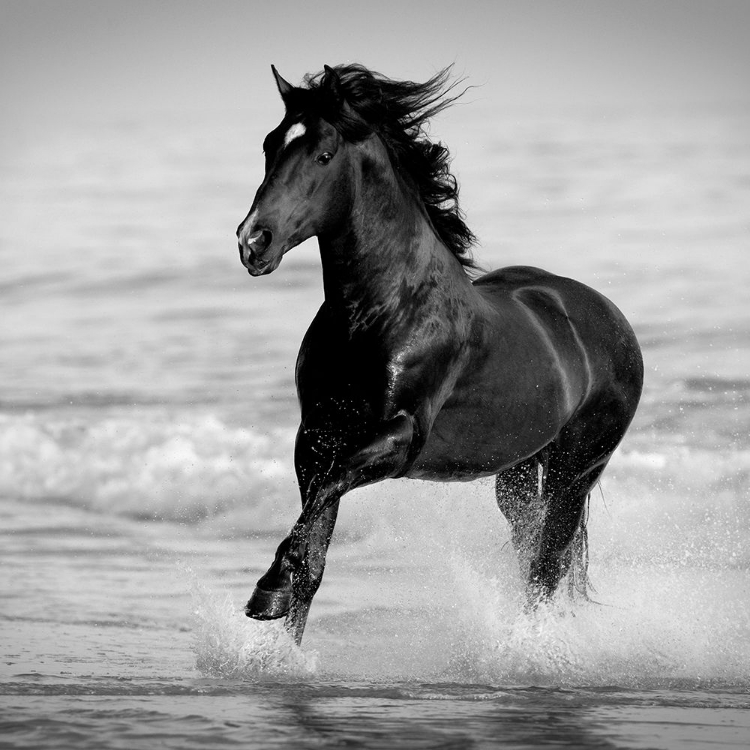 Picture of BAY IN THE WATER