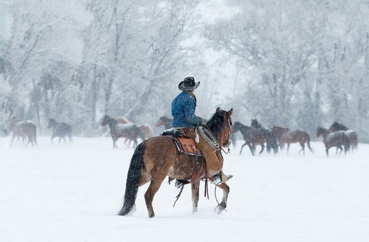 Picture of WRANGLER IN THE SNOW