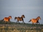 Picture of CHASE OF LIFE