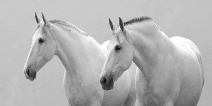 Picture of WHITE HORSES