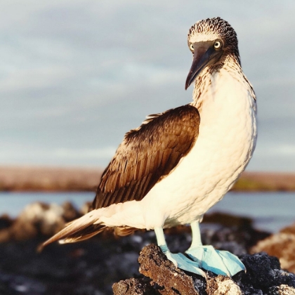 Picture of BLUE FOOTED BOOBY