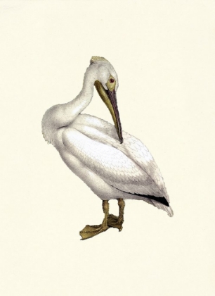 Picture of BIRD IV ON CREAM