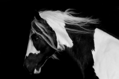 Picture of BLACK AND WHITE STALLION