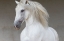 Picture of CALM BEAUTY