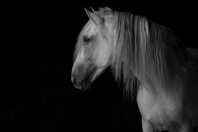 Picture of WHITE STALLION IN THE DARK