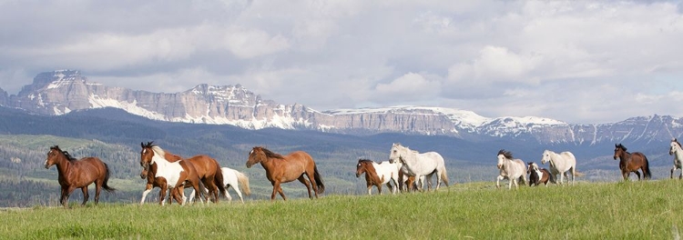 Picture of ABSAROKA RUN