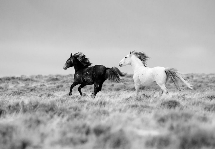 Picture of BLACK AND WHITE MATES