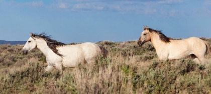 Picture of TROTTING TROUGH THE FIELD