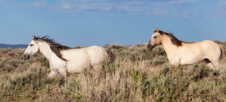 Picture of TROTTING TROUGH THE FIELD