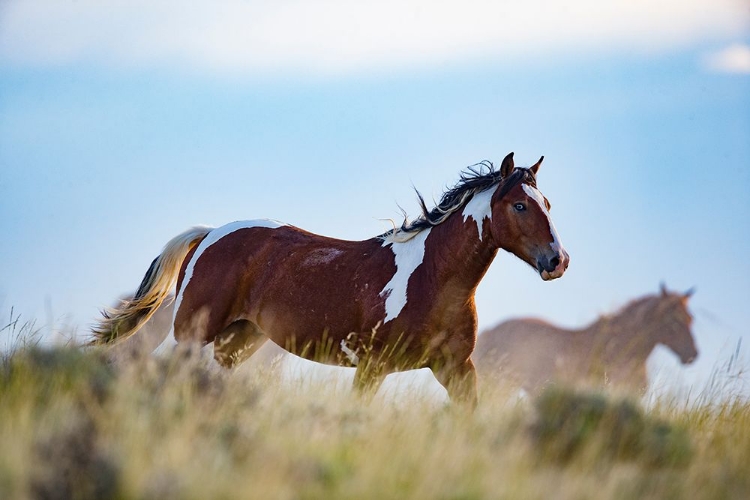 Picture of EYE OF THE HORSE