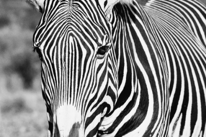 Picture of ZEBRA STARE