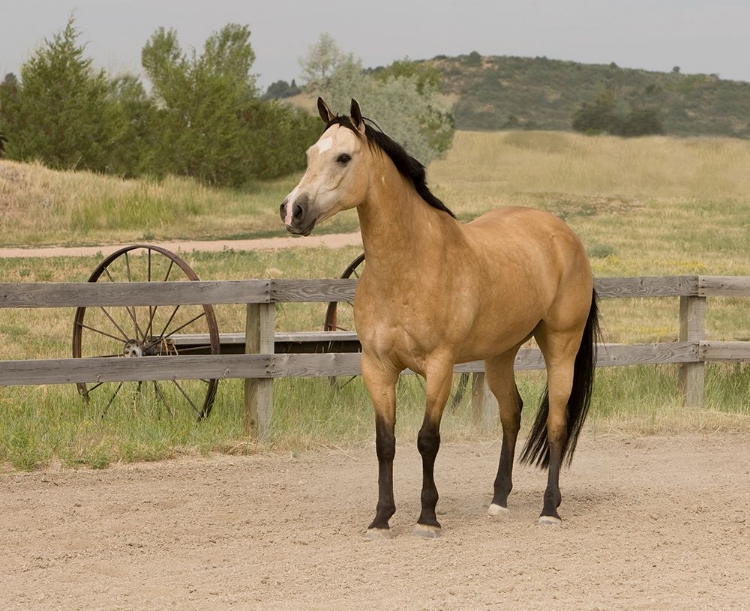 Picture of THE RANCH