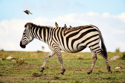 Picture of ZEBRA RIDE