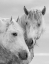 Picture of HORSE KISSES