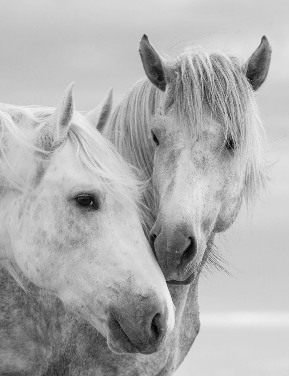 Picture of HORSE KISSES