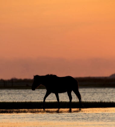 Picture of SUNSET STROLL