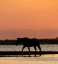 Picture of SUNSET STROLL