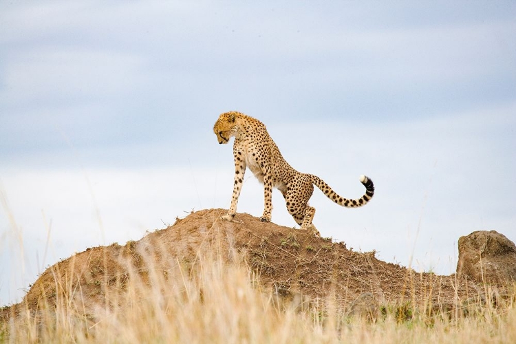 Picture of PRIDEFUL CHEETAH