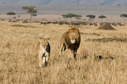 Picture of THE LION CHASE