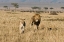 Picture of THE LION CHASE