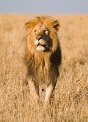 Picture of KING OF THE PRIDE