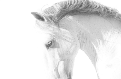 Picture of WHITE HORSE