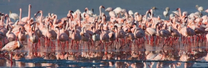 Picture of FLAMINGO PARADISE