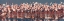 Picture of FLAMINGO PARADISE