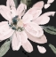 Picture of DARK BLOOMING MOMENT I