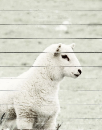 Picture of A WHITE SHEEP