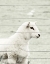 Picture of A WHITE SHEEP