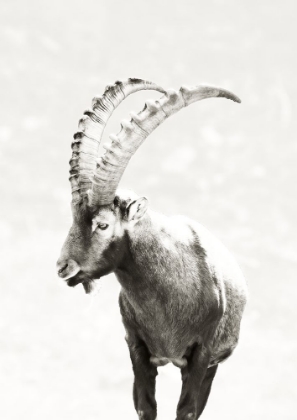 Picture of MOUNTAIN GOAT