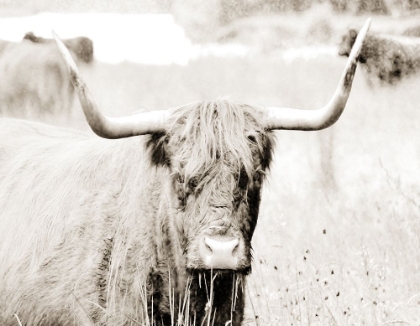 Picture of SEPIA BULL PORTRAIT