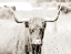 Picture of SEPIA BULL PORTRAIT