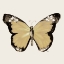 Picture of BUTTERFLY OF GOLD III