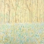 Picture of YELLOW BIRCHWOOD TREES