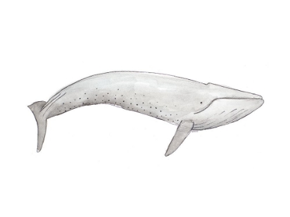 Picture of GREAT GRAY WHALE