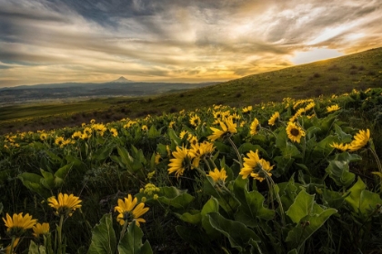 Picture of SUNFLOWER FIELD