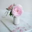 Picture of A SINGLE ROSE