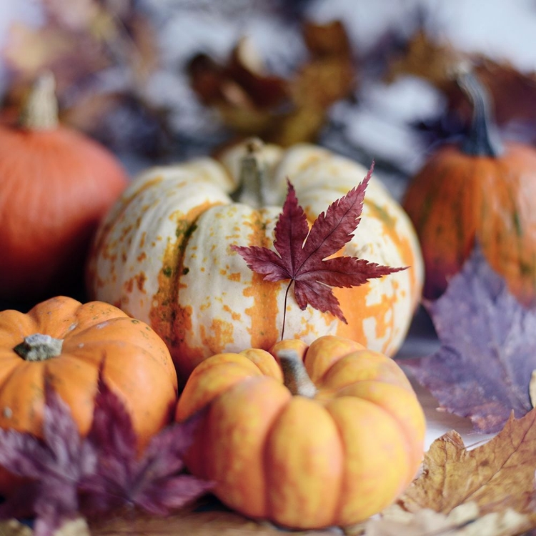 Picture of A BRIGHT HARVEST II