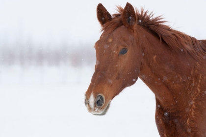 Picture of BROWN STEED IN WINTER