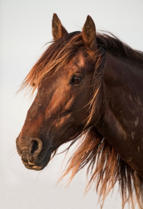 Picture of BROWN STEED