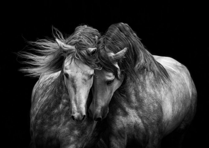 Picture of HORSES IN LOVE