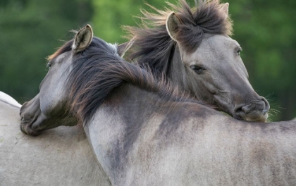 Picture of CARING HORSES